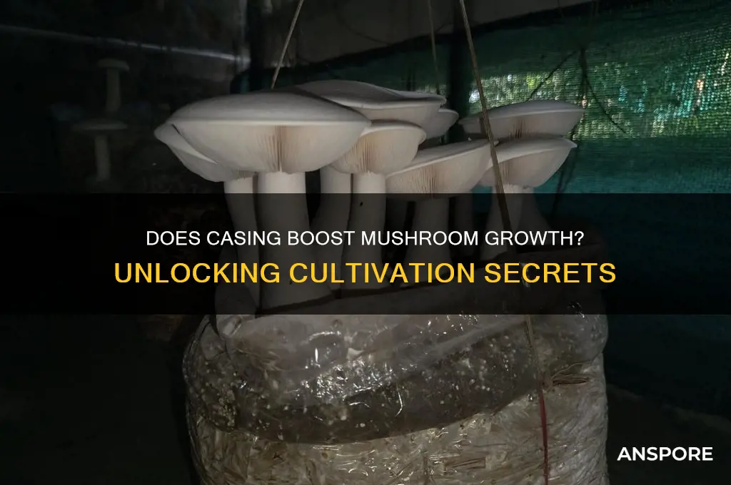 does casing help mushroom grow