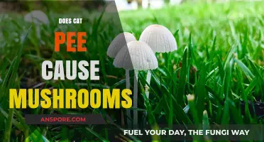 Cat Pee and Mushrooms: What's the Link?