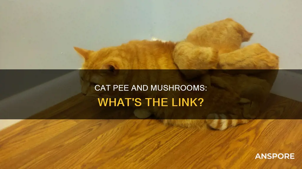 does cat pee cause mushrooms