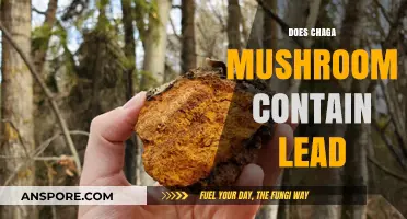 Chaga Mushrooms: Lead Poisoning Risk?