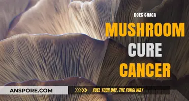Chaga Mushrooms: Cancer Cure or Hoax?