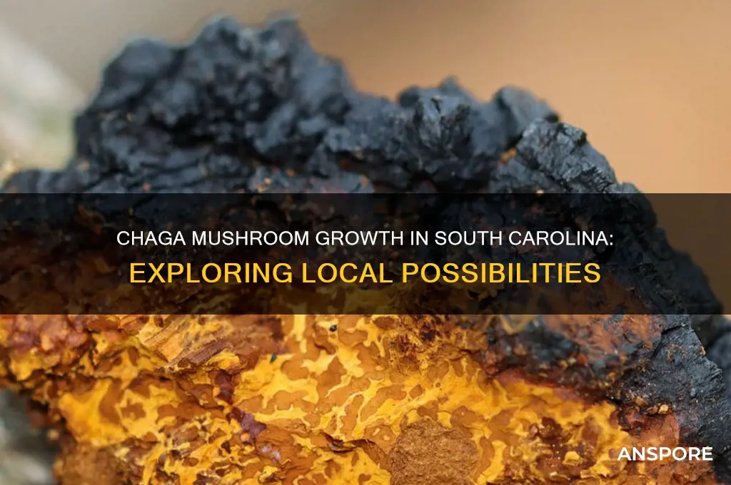 does chaga mushroom grow in south carolina