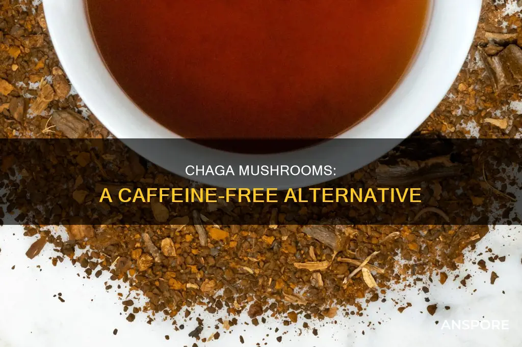 does chaga mushroom have caffeine