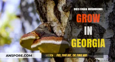 Chaga Mushrooms in Georgia: Exploring Their Growth and Habitat