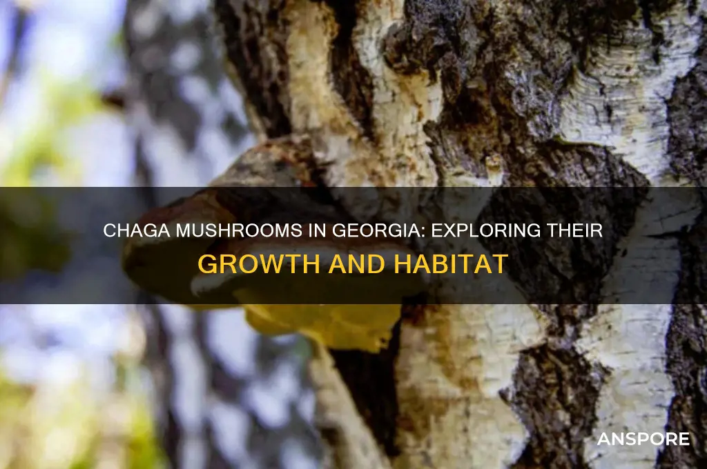 does chaga mushrooms grow in georgia