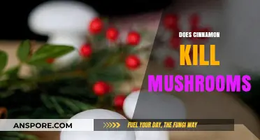 Cinnamon's Secret: Killing Mushrooms