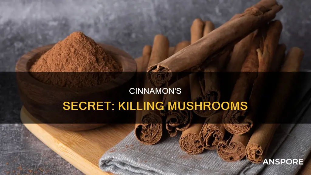 does cinnamon kill mushrooms