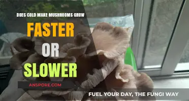 Cold's Impact: Does It Speed Up or Slow Down Mushroom Growth?