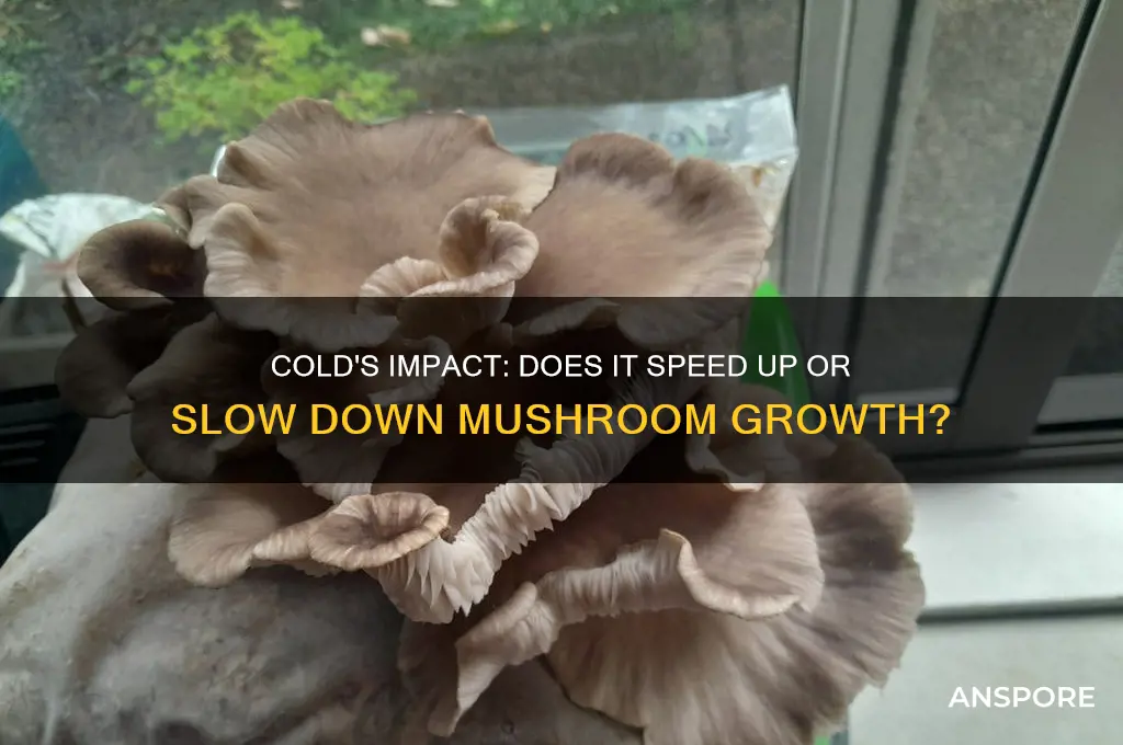 does cold make mushrooms grow faster or slower