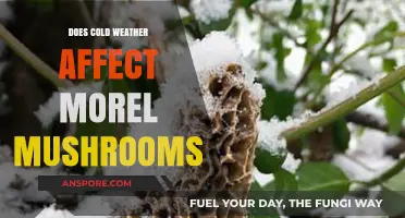 How Cold Weather Impacts Morel Mushroom Growth and Availability