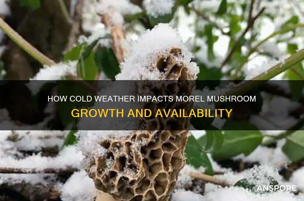does cold weather affect morel mushrooms