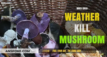 How Cold Weather Affects Mushrooms