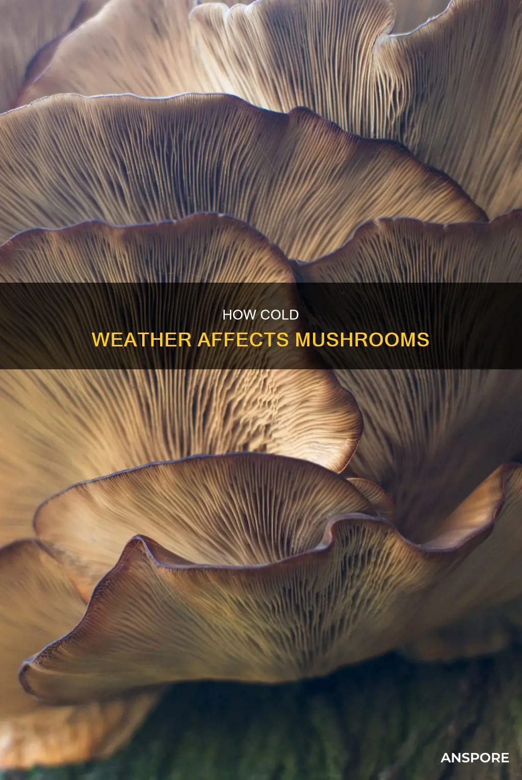 does cold weather kill mushrooms