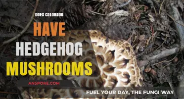Hedgehog Mushrooms: Can You Forage Them in Colorado?