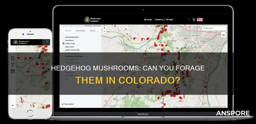 does colorado have hedgehog mushrooms