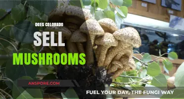 Mushroom Sales in Colorado: What's the Deal?