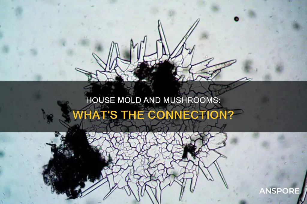 does common house mold turn into mushrooms