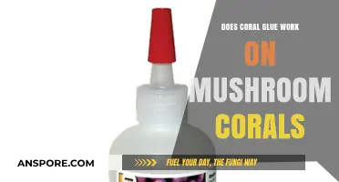Coral Glue and Mushroom Corals: A Perfect Match?
