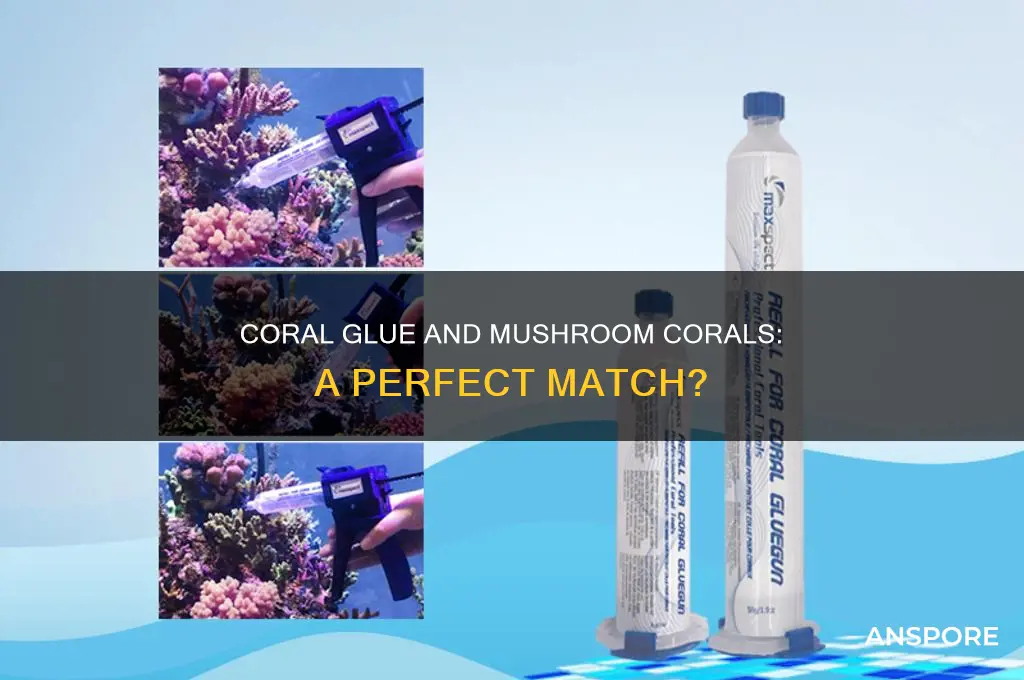 does coral glue work on mushroom corals