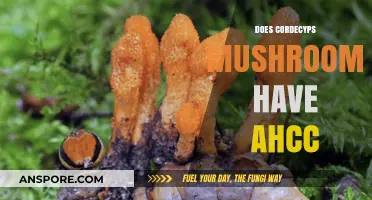 Cordecyps Mushrooms: Natural Source of AHCC