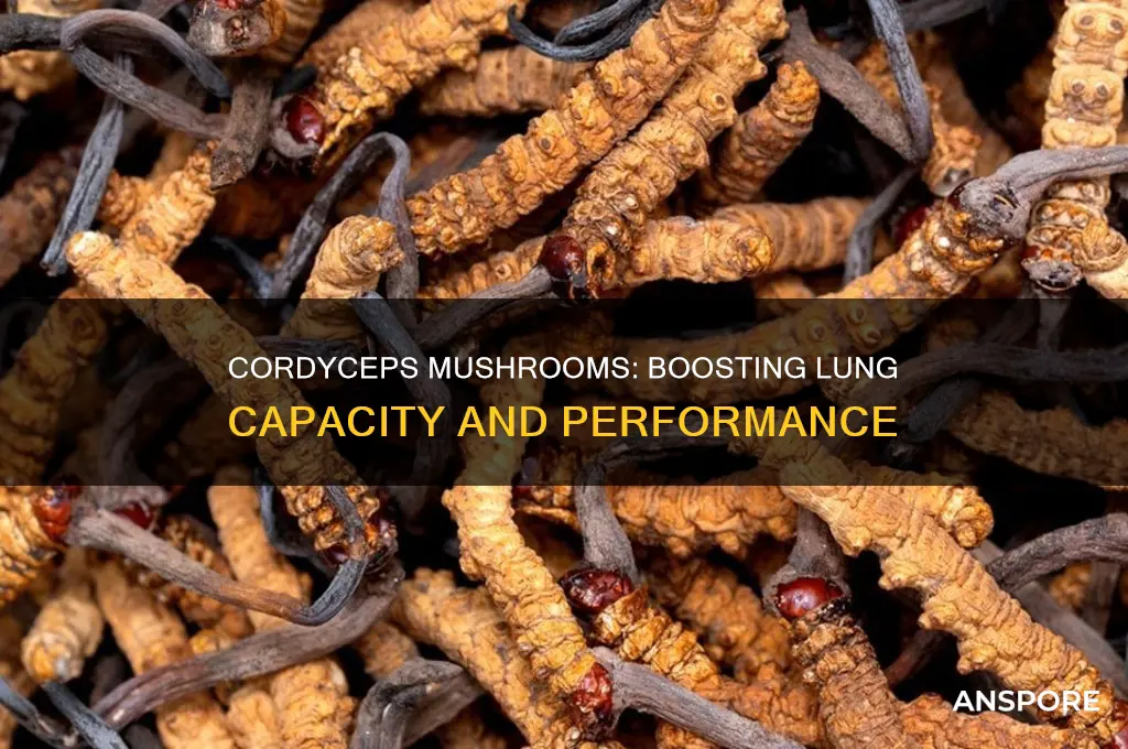 does cordyceps mushroom increase lung capacity