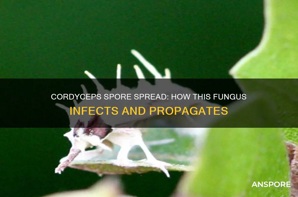 does cordyceps spread through spores