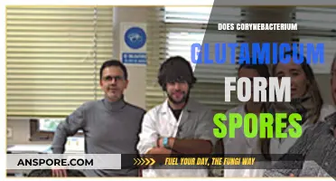 Does Corynebacterium Glutamicum Form Spores? Unraveling the Truth