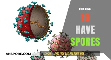 Does COVID-19 Have Spores? Unraveling the Virus's Survival Mechanisms