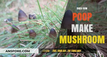 Can Cow Manure Really Grow Mushrooms? Surprising Facts Revealed