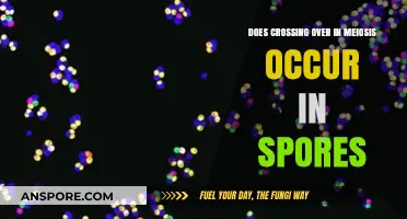 Does Crossing Over in Meiosis Occur in Spores? Exploring Genetic Recombination