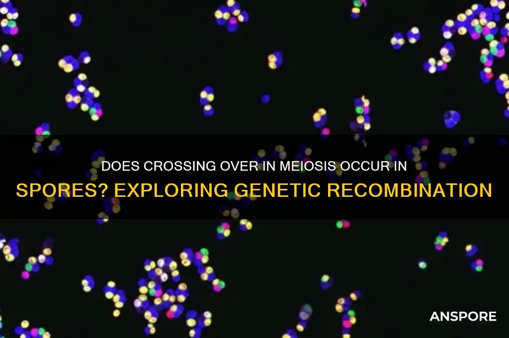 does crossing over in meiosis occur in spores