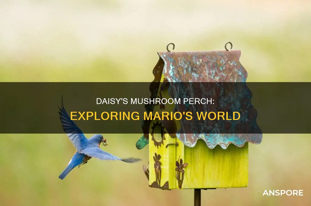 does daisy from mario sit on mushrooms