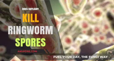 Can Sunlight Eliminate Ringworm Spores? Exploring Daylight's Impact on Fungal Infections