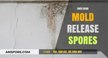 Does Dead Mold Still Release Spores? Uncovering the Hidden Risks