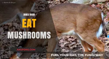 Do Deer Eat Mushrooms? Exploring Their Diet and Foraging Habits
