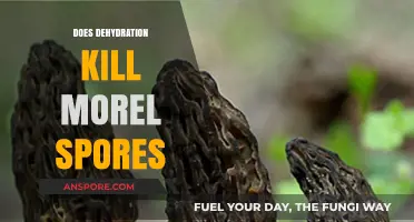 Can Dehydration Destroy Morel Spores? Uncovering the Truth for Foragers