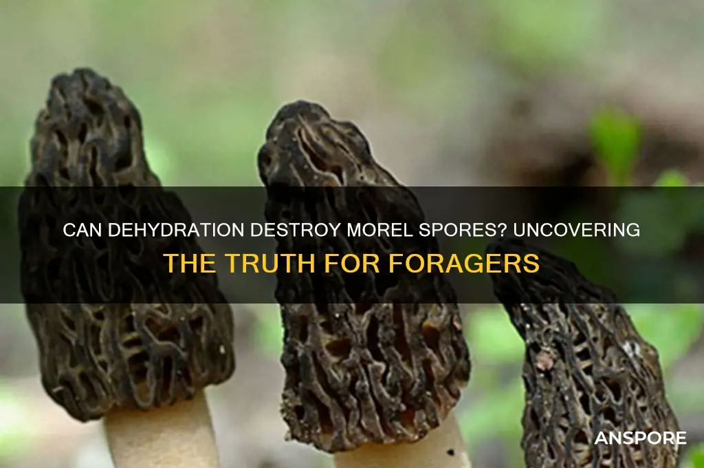 does dehydration kill morel spores