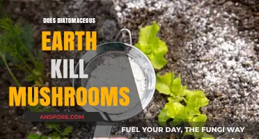 Diatomaceous Earth: Effective Killer of Mushrooms?