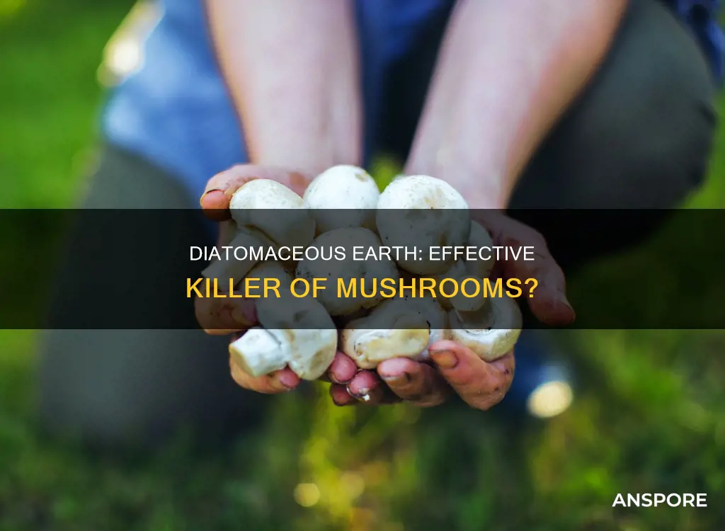 does diatomaceous earth kill mushrooms