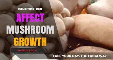 Light Spectrum and Mushroom Growth