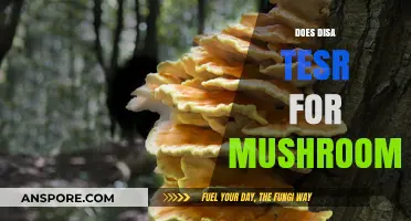 Disa's Mushroom Testing: What You Need to Know
