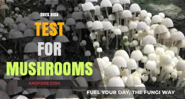 Psychedelic Testing: Does DISA Check for Mushrooms?