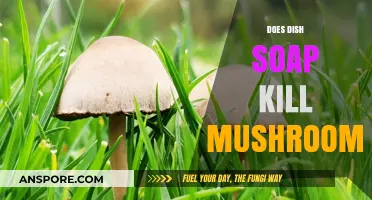How Dish Soap Can Kill Mushrooms