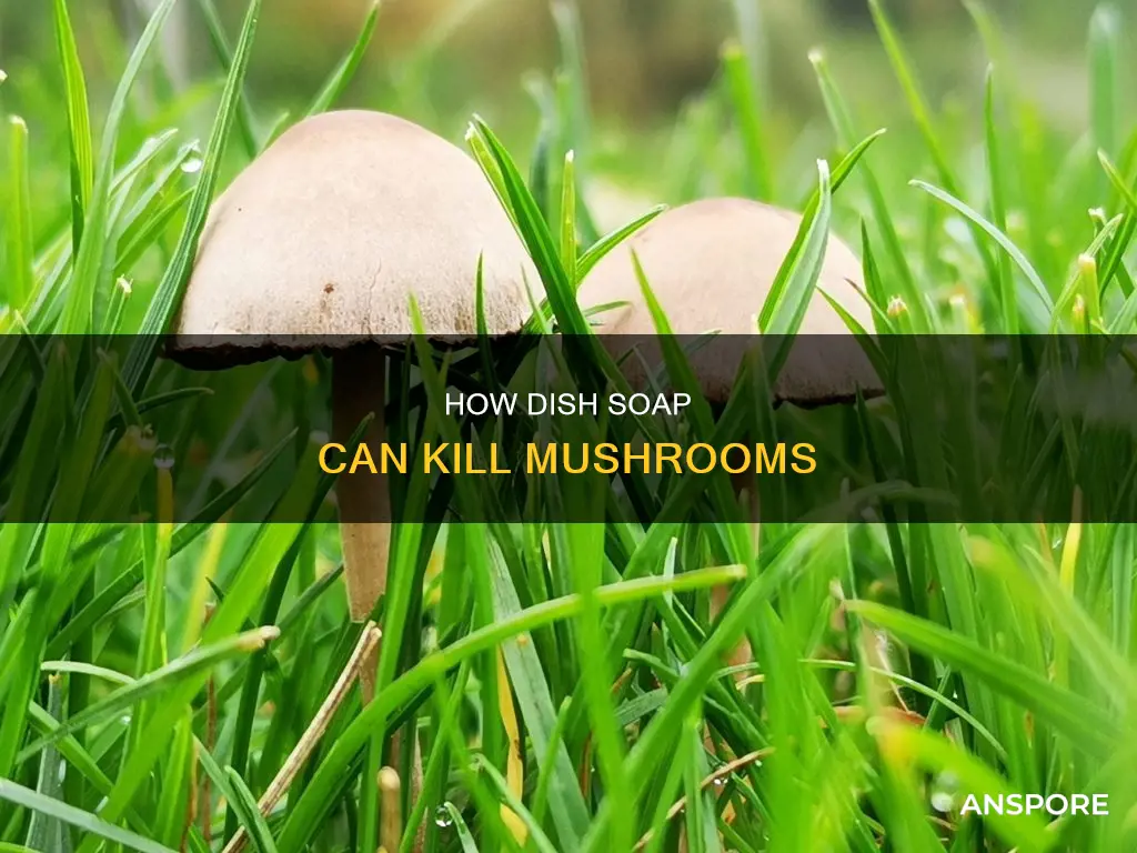 does dish soap kill mushrooms