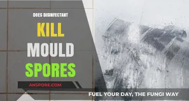 Can Disinfectants Effectively Eliminate Mould Spores? The Truth Revealed
