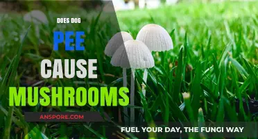 Dog Pee and Mushrooms: A Fertile Relationship?