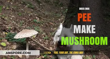 Can Dog Urine Cause Mushrooms to Grow in Your Yard?
