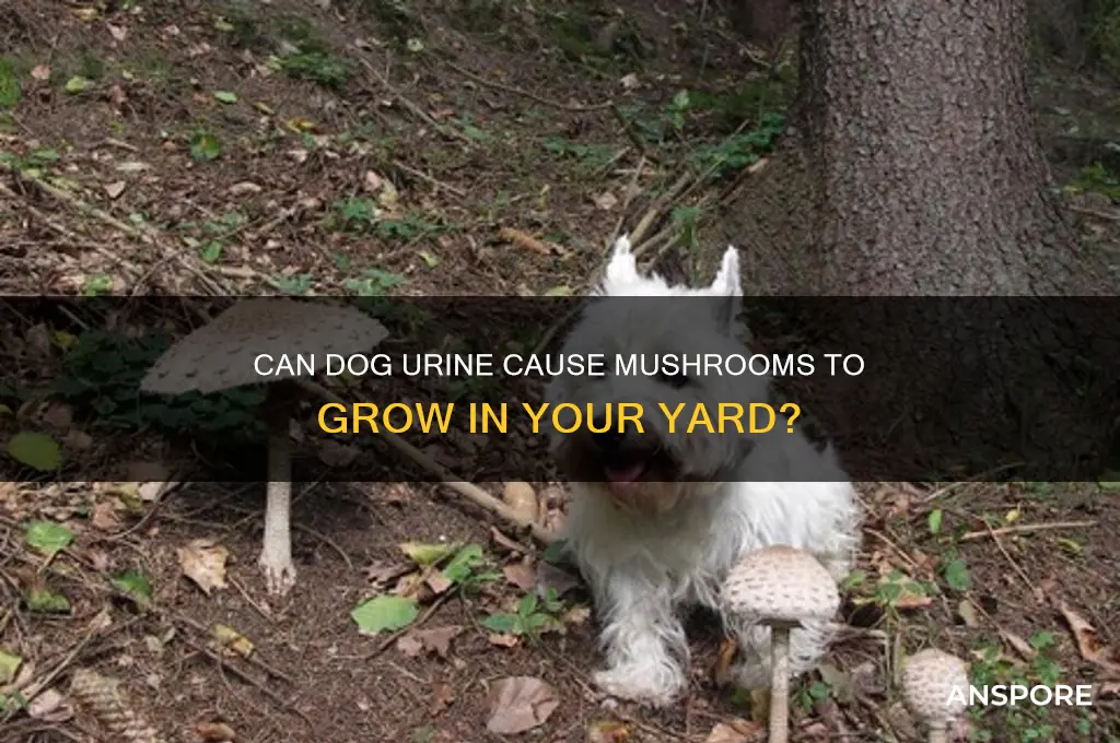 does dog pee make mushrooms