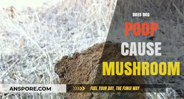 Dog Poop and Mushrooms: What's the Link?
