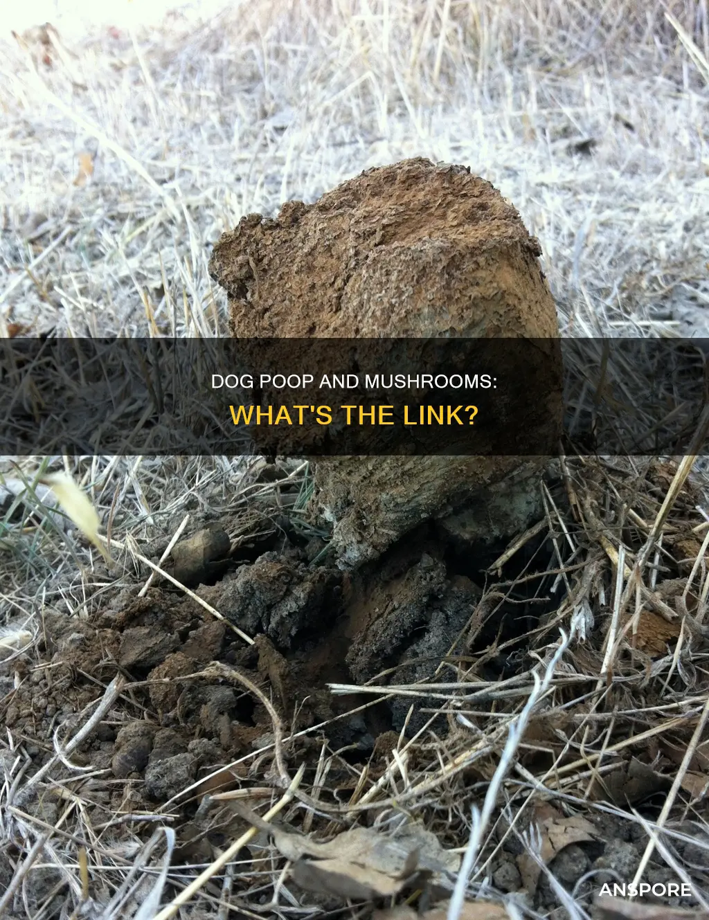 does dog poop cause mushrooms